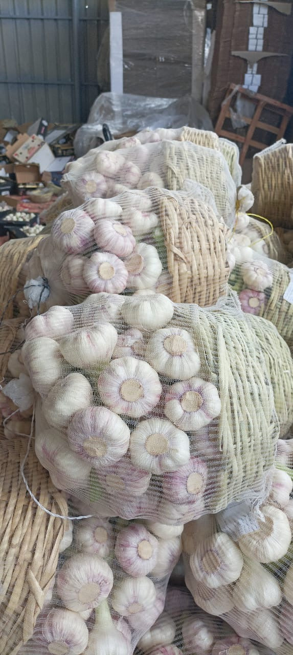 Weißer Knoblauch Erntefrisch