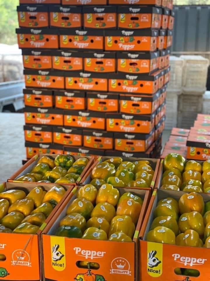 Gelbe Paprika