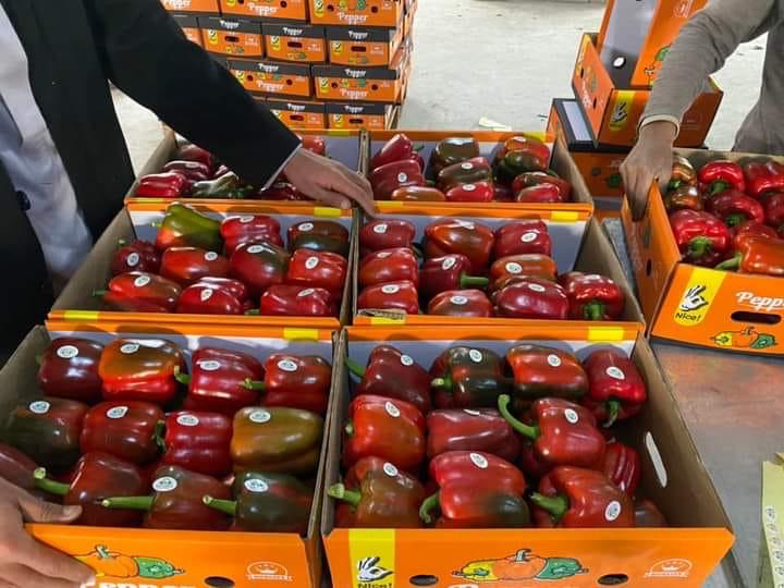 Rote Paprika