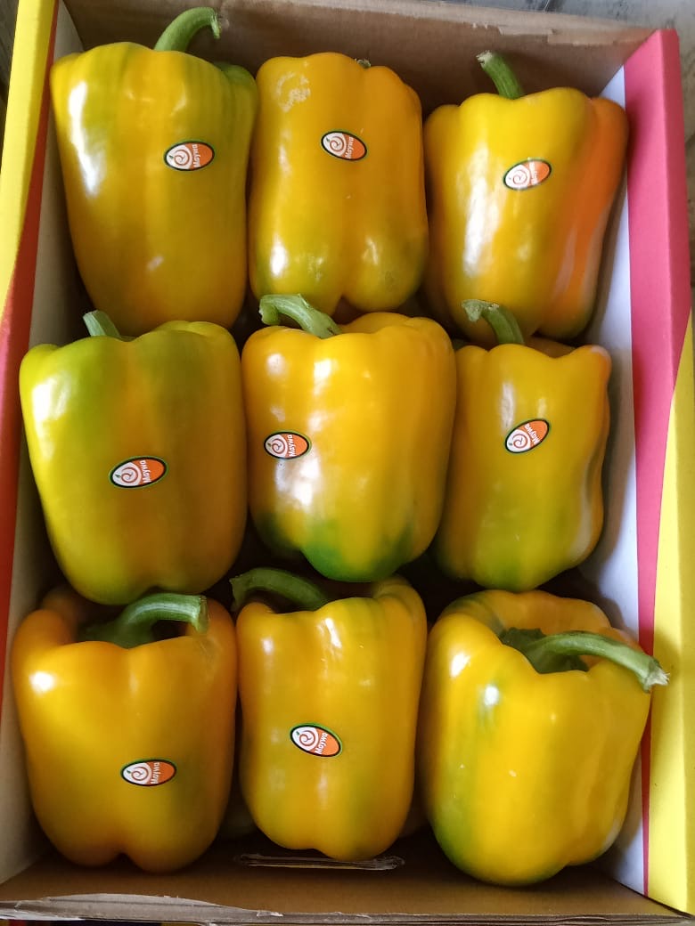 Gelbe Paprika